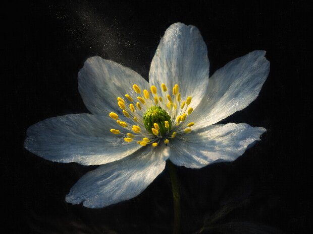 Flora